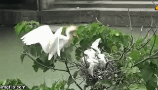 Video: Cuộc chiến không cân sức giữa 3 cò non và kẻ hàng xóm xấu tính