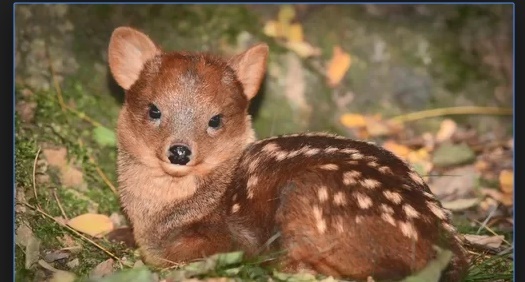 Cận cảnh loài hươu pudu có thân hình “bé hạt tiêu”, chỉ cao hơn 30 cm