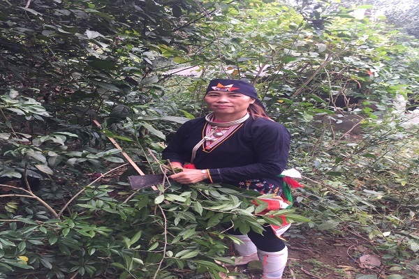 Học ngay phương pháp chữa dứt điểm đau nhức xương khớp của vị lương y người dân tộc