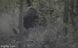 Video: Bò tót mẹ một mình chiến đấu với bầy sói lửa để bảo vệ con, kết cục ra sao?