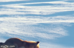 Video: Kinh ngạc cảnh cáo đỏ phi thân xuyên thủng tuyết bắt chuột trăm phát trăm trúng