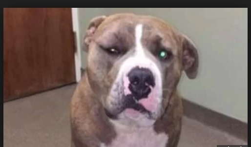 Lao vào cứu chủ, chó pitbull bị rắn hổ ma cắn tới tấp