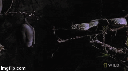 Video: Cận cảnh khoảnh khắc săn mồi của loài rắn độc nhất thế giới