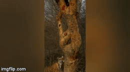 Video: Cuộc đụng độ dữ dội giữa chúa sơn lâm và gấu lợn to lớn