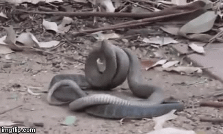 Video: Rắn nâu không ngần ngại xé xác đồng loại rồi ăn tươi nuốt sống