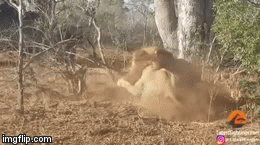 Video: 2 sư tử đực hì hụi đào đất, lôi lợn bướu từ hang sâu lên 