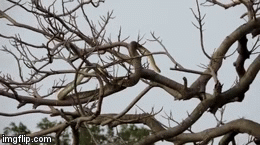 Video: Rắn leo tận cây cao ăn trộm trứng, bất ngờ gặp chim mafia và cái kết bất ngờ