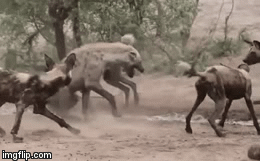 Video: Bị chó hoang hành hạ khổ sở, linh cẩu khôn ngoan mở đường máu thoát thân