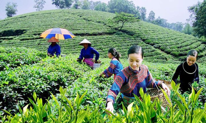 Tăng cường năng lực lao động nông thôn phục vụ khởi nghiệp nông nghiệp công nghệ cao, tham gia chuỗi giá trị nông sản toàn cầu (Phần III)