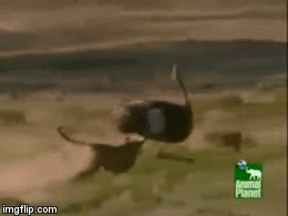 Video: Hai mãnh thú châu Phi tăng hết tốc lực triệt hạ đà điểu trong chớp mắt