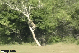 Video: Bị lợn bướu truy đuổi, báo hoa mai co rúm trèo lên cây lánh nạn