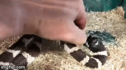 Video: Kinh ngạc cảnh rắn nâu ngấu nghiến ăn thịt chính mình vì quá đói