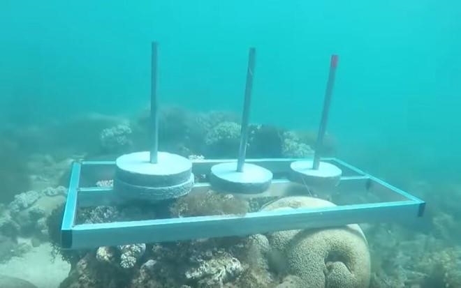 Bị chỉ trích phá hoại môi trường biển, ban tổ chức 