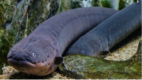 Video: Cá chình điện ra độc chiêu, cá sấu khổng lồ đã tê liệt toàn thân