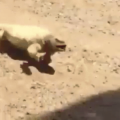 Video: Hài hước chú thằn lằn ra sức tránh nắng trên sa mạc