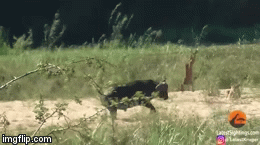 Video: Trâu rừng nổi điên đạp ngã rồi húc sư tử lộn 3 vòng trên không trung