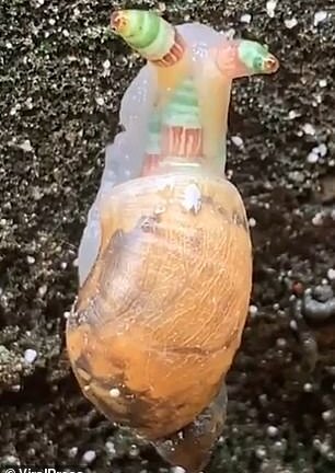 Giun ký sinh trong ốc sên, kiểm soát luôn thần kinh của vật chủ