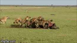 Video: Linh cẩu tấn công cướp xác trâu rừng khỏi nanh vuốt sư tử