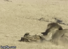 Video: Cuộc chiến tàn khốc giữa sư tử đực hung hãn và linh cẩu