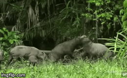 Video: Trận đại chiến dữ dội của loài động vật kỳ dị vừa giống lợn, vừa giống hươu