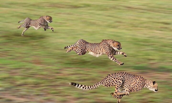 Video: Bí mật cơ thể giúp báo săn tăng tốc từ 0 đến 97 km/h chỉ trong 3 giây