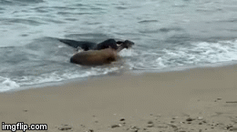 Video: Rồng komodo lao thẳng xuống biển lôi nai con lên bờ ăn thịt