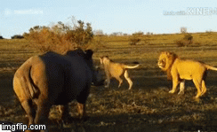 Video: Đang nằm phơi nắng, vợ chồng sư tử phải cúp đuôi bỏ chạy vì 