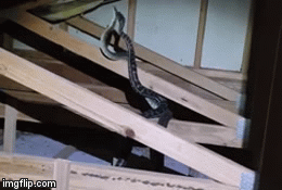 Video: Hai con trăn thảm đực quyết chiến ác liệt trên mái nhà