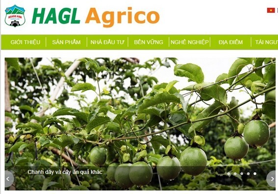 HAGL Agrico vẫn là công ty con của Tập đoàn HAGL 