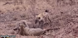 Video: Đang xẻ thịt lợn bướu, báo hoa mai bị kẻ thù mò tới phá đám, kết cục ra sao?