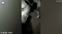 Video: Chú chó quyết chiến với rắn hổ mang và cái kết đau lòng