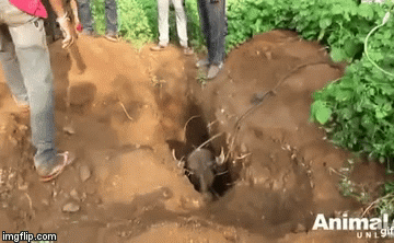 Video: Cận cảnh 10 pha giải cứu động vật nghẹt thở đáng xem nhất