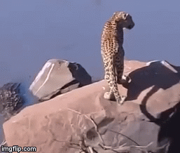 Video: Cuộc đụng độ giữa những kẻ săn mồi đáng sợ