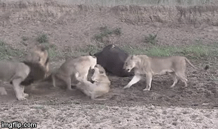 Cuộc chiến sinh tồn: Trâu rừng thừa cơ trốn thoát nhờ sư tử cắn xé lẫn nhau