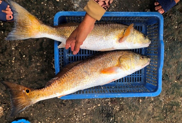 Quảng Bình: Bắt được cặp cá lạ nghi sủ vàng có giá tiền tỷ 