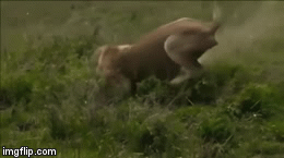 Video: Sư tử âm thầm tiếp cận rồi dùng tuyệt chiêu giết chết linh cẩu nhanh như điện