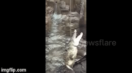 Video: Người đàn ông liều mình xuống giếng để cứu cá sấu