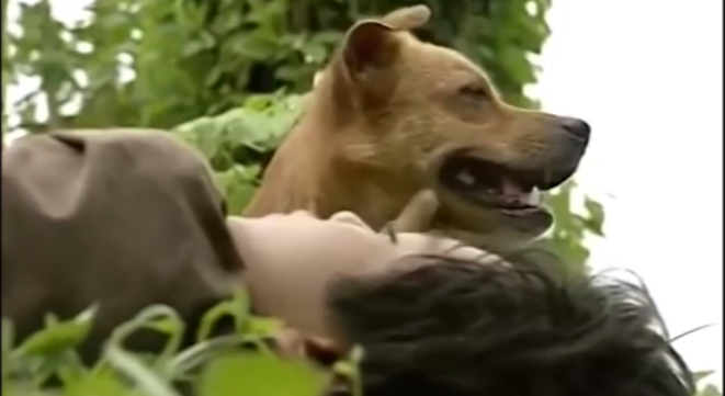 Video: Chú chó Phèn cứu Tư 'Võ Tòng' gây xúc động ở 'Đất phương Nam'