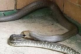 Video: Rợn người rắn nâu kịch độc nuốt chửng đồng loại