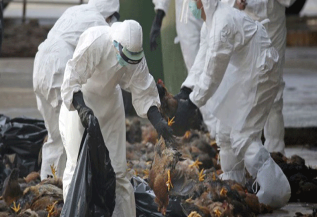 Ổ dịch cúm gia cầm H5N6 đầu tiên xuất hiện ở Bến Tre