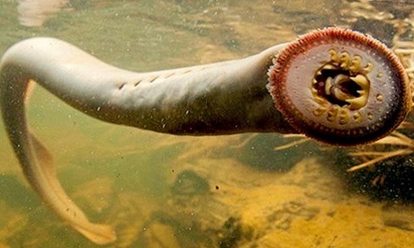 Video: Cận cảnh “quái ngư” hút máu gây nỗi ám ảnh kinh hoàng trên sông Mississippi