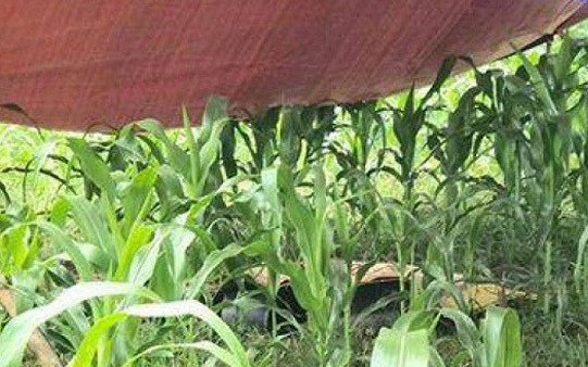 Hòa Bình: Người phụ nữ bị sét đánh tử vong giữa cánh đồng ngô