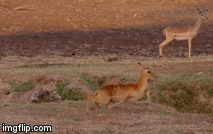 Video: Linh dương thoát chết trong gang tấc dù nằm trong nanh vuốt báo