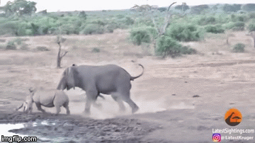 Video: Voi già “đại chiến” tê giác, một bên bị đuổi chạy trối chết, kết quả sẽ ra sao?