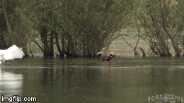 Video: Đại bàng đang tắm rửa bất ngờ bị bóng trắng lao từ trên cao xuống tấn công