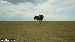 Video: Nhăm nhe ăn thịt đà điểu con, linh cẩu lĩnh cú đá trời giáng từ