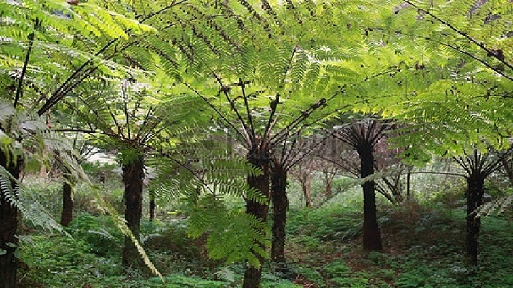 Video: Dãy núi ở Trung Quốc vẫn bảo tồn cây từ thời khủng long