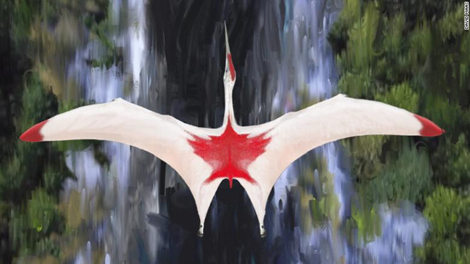 Video: Cận cảnh sải cánh khổng lồ dài gần 10 mét của thằn lằn bay