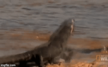 Video: Dày công bày binh bố trận, chó hoang vẫn để kỳ đà thoát chết trong gang tấc