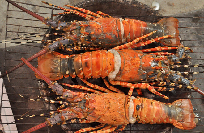 Sự thật giật mình đằng sau những con tôm hùm giá rẻ?